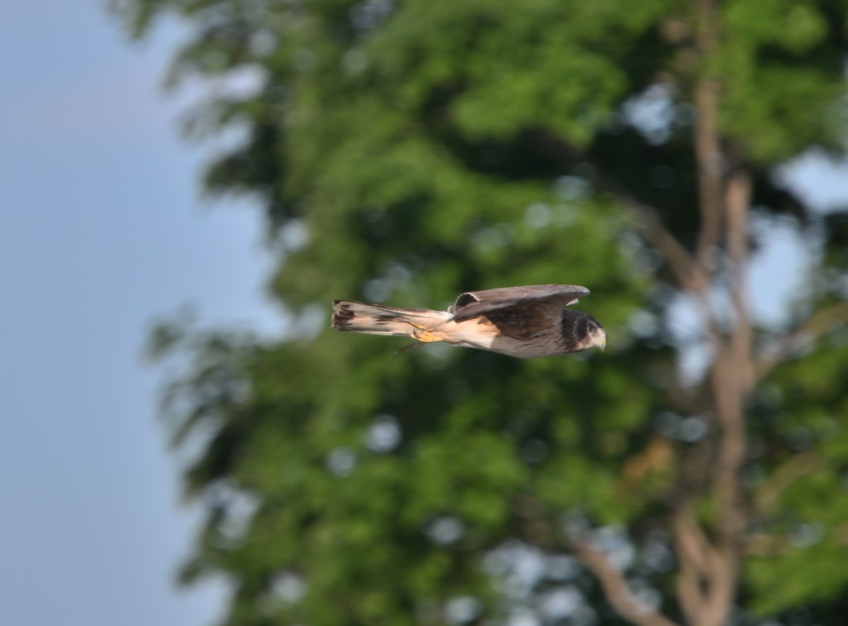 Northern Harrier - ML619835933