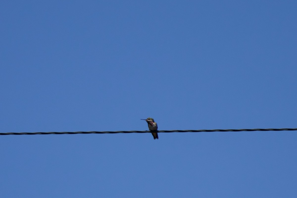 Calliope Hummingbird - ML619835934