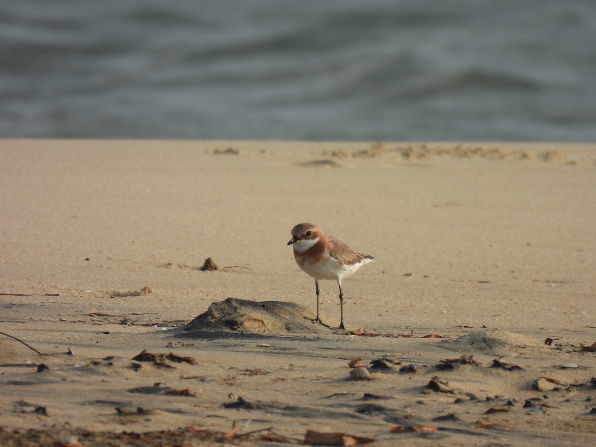 Tibetan Sand-Plover - ML619835935