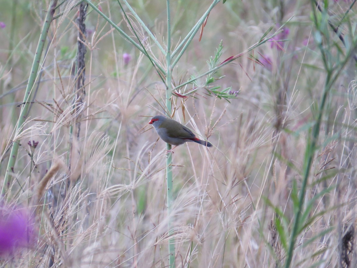 Red-browed Firetail - ML619835937