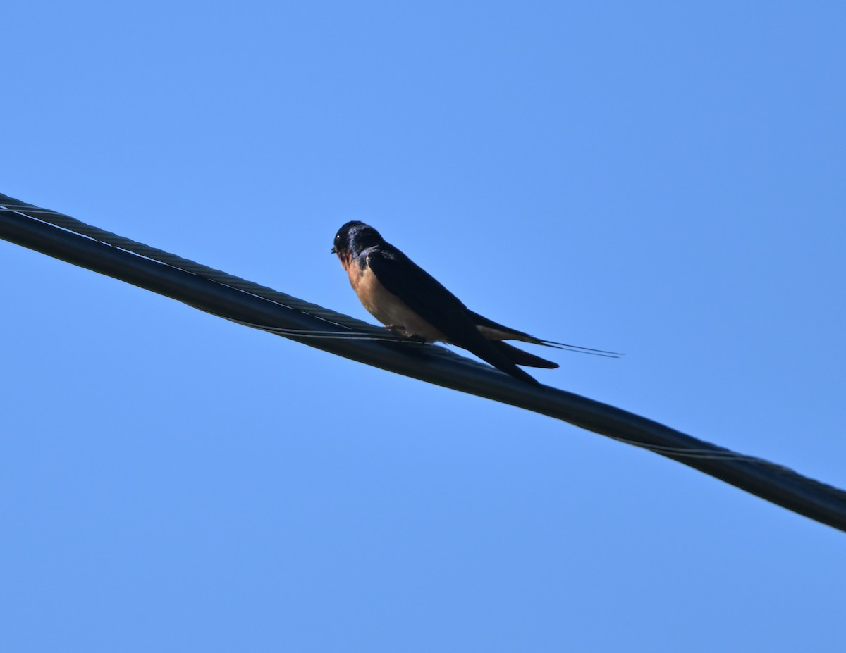 Barn Swallow - ML619835938