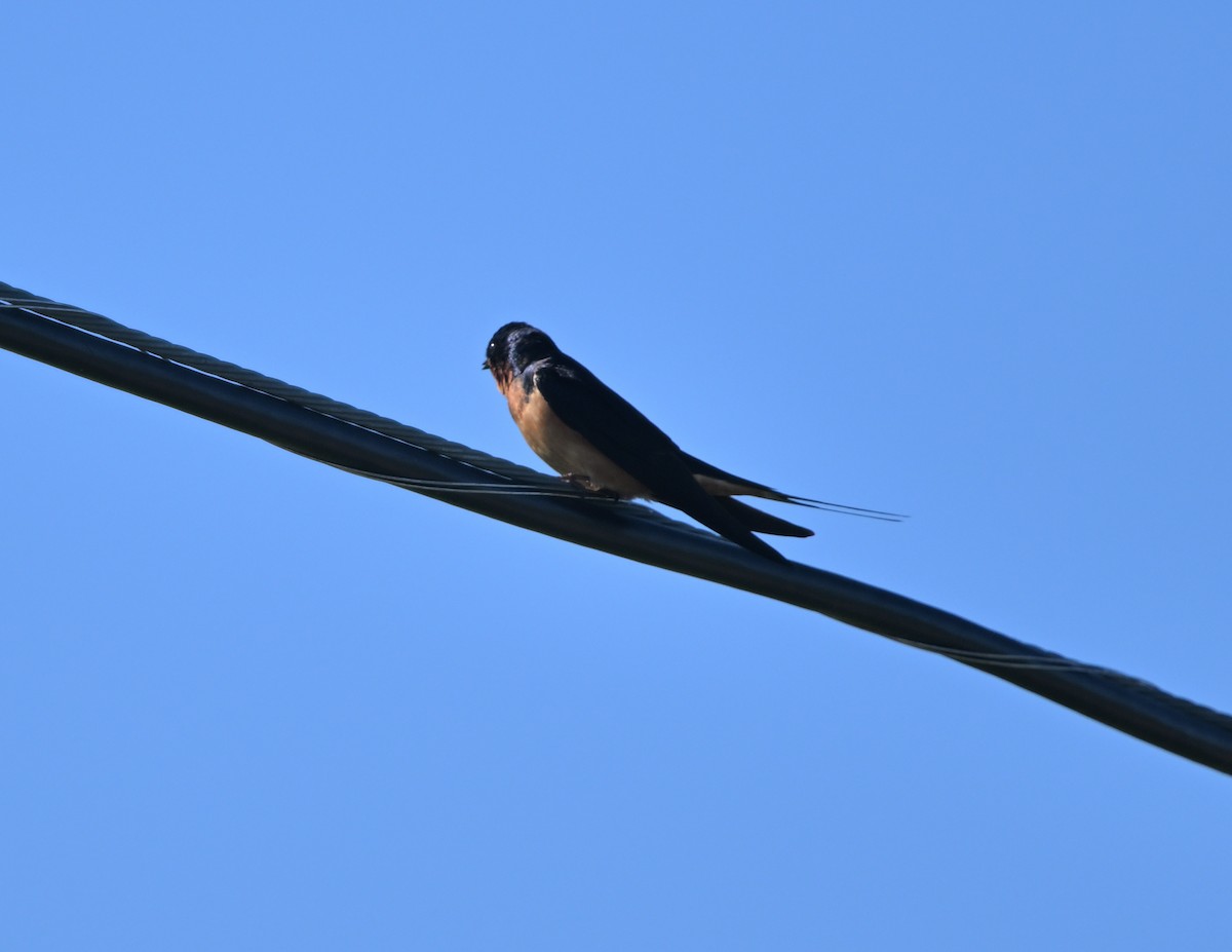 Golondrina Común - ML619835938