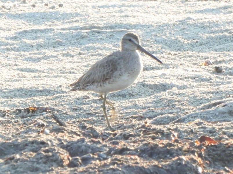 Short-billed/Long-billed Dowitcher - ML619835944