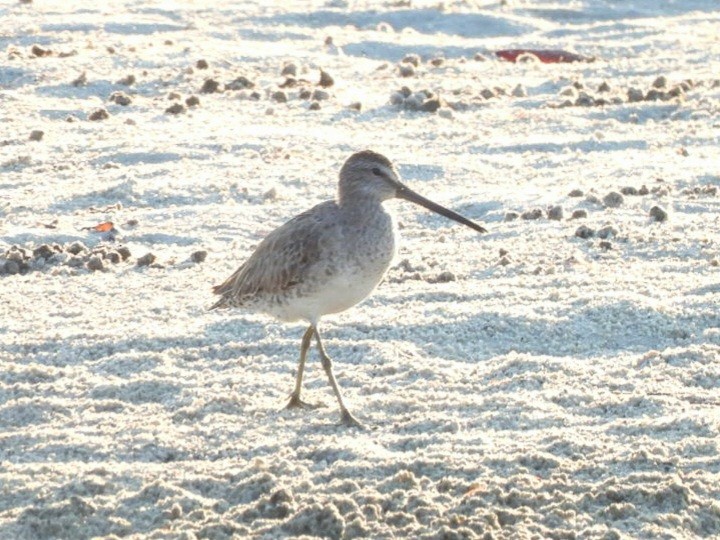 Short-billed/Long-billed Dowitcher - ML619835945