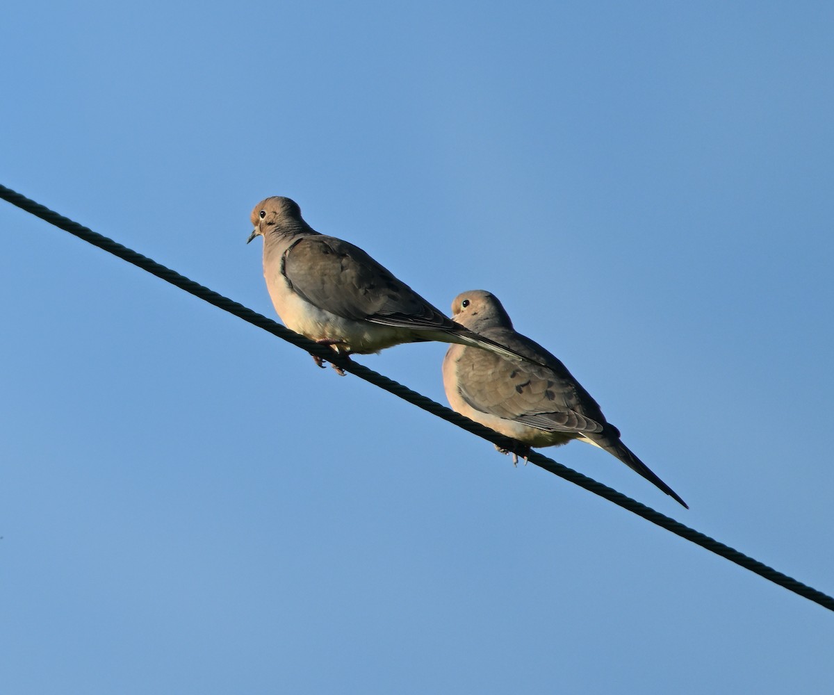 Mourning Dove - ML619835946