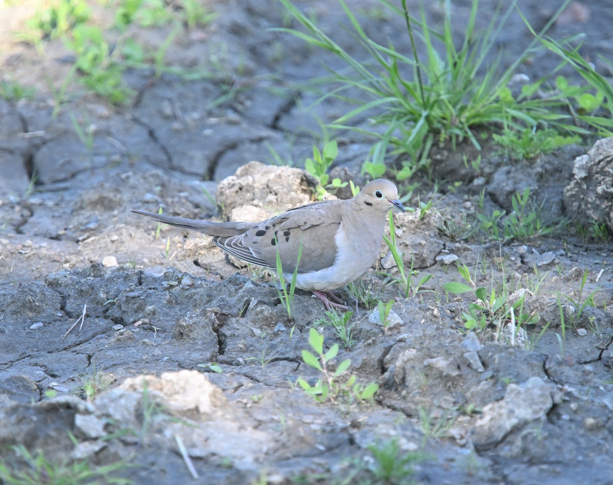 Mourning Dove - ML619835947