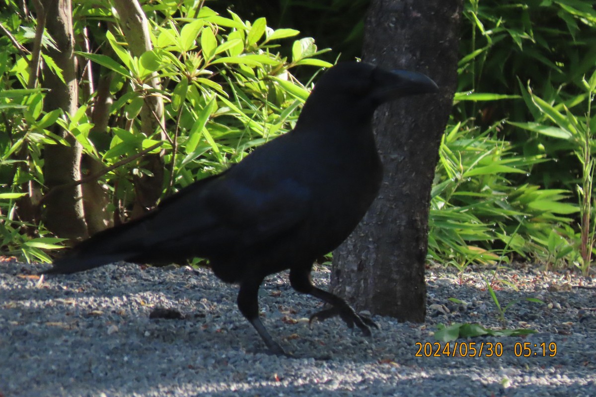 Large-billed Crow - ML619835983