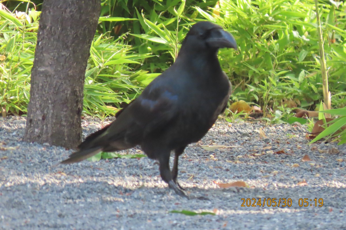 Large-billed Crow - ML619835984