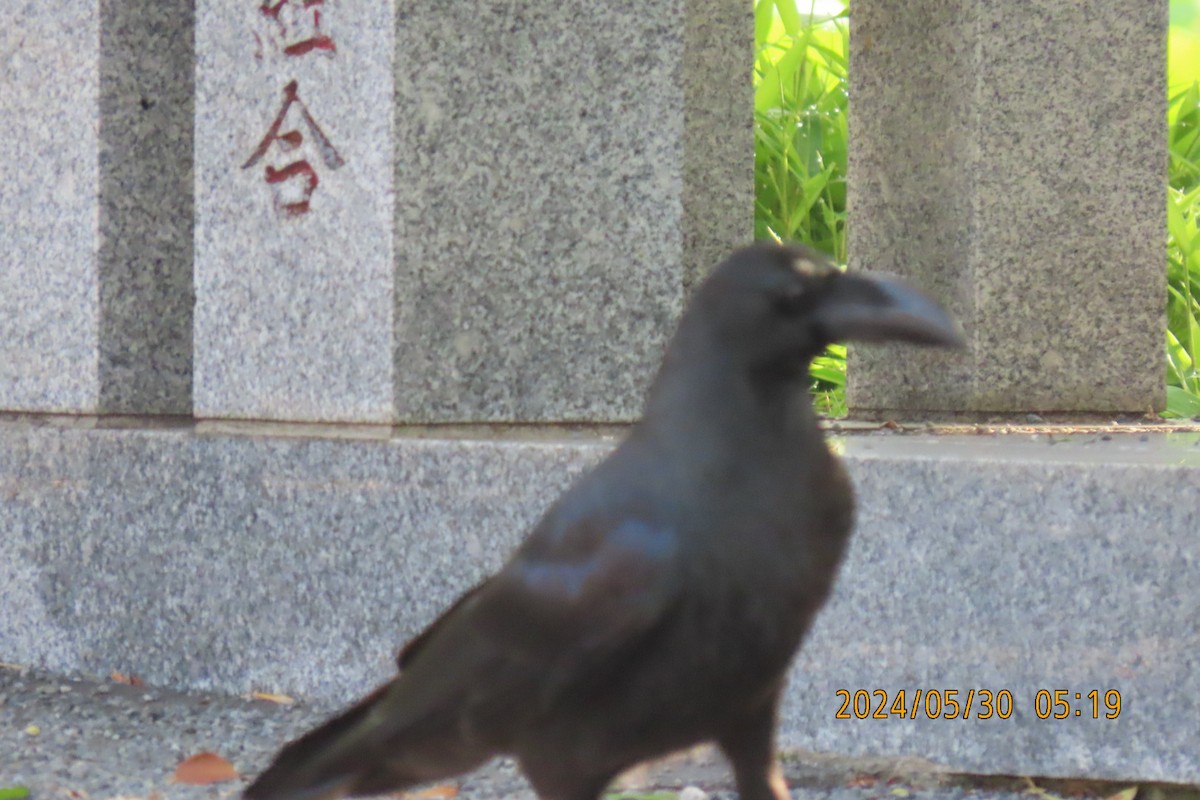 Large-billed Crow - ML619835985