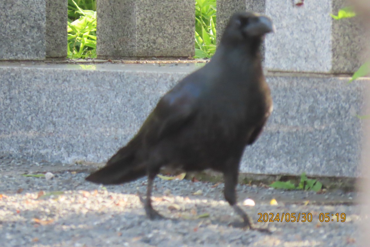 Large-billed Crow - ML619835986