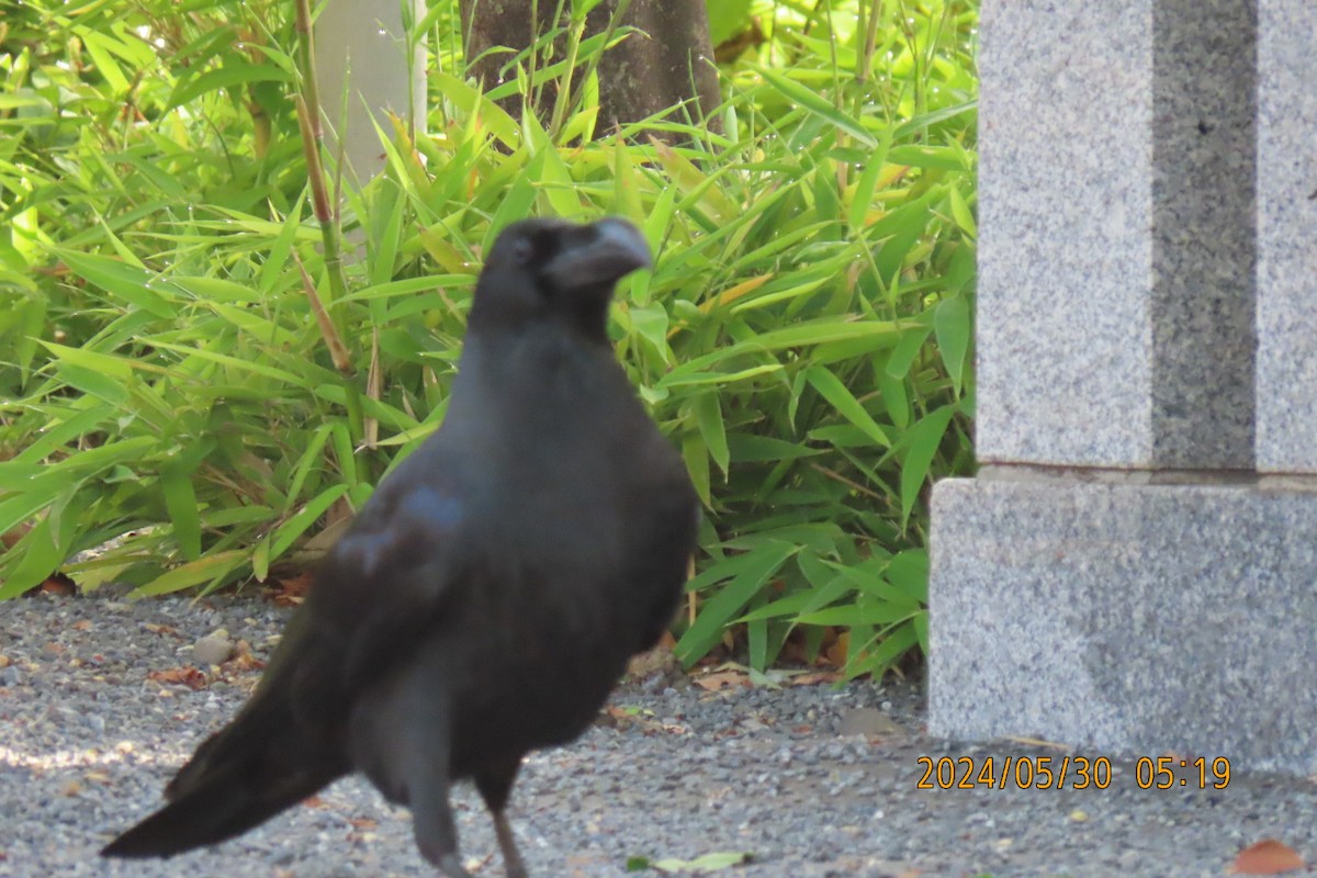 Large-billed Crow - ML619835987