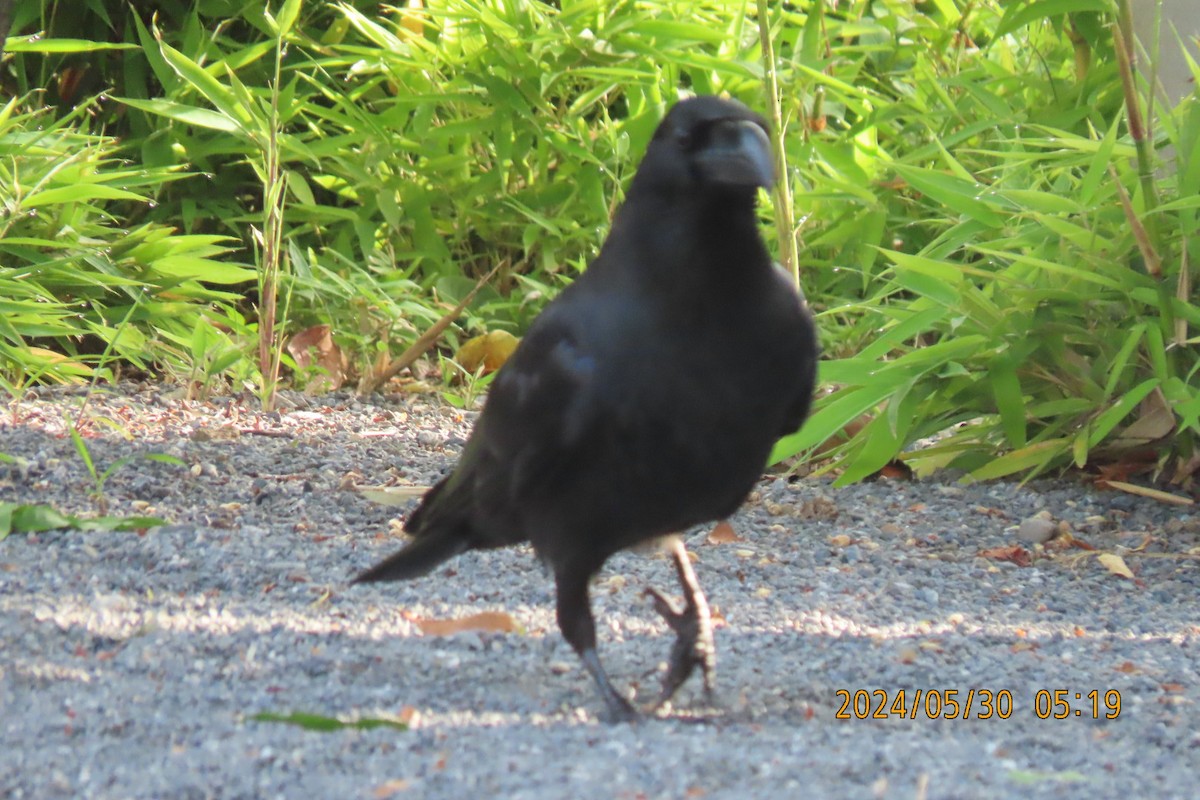 Large-billed Crow - ML619835989