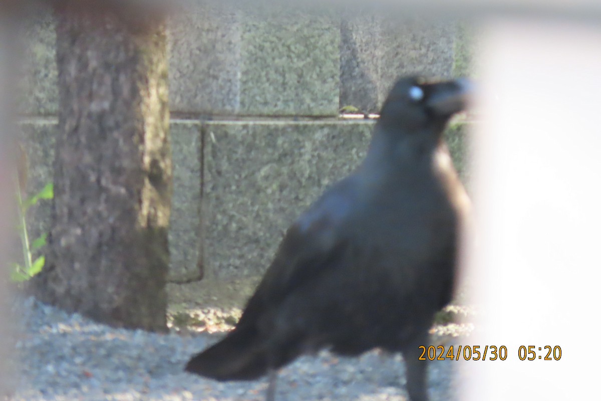 Large-billed Crow - ML619835990
