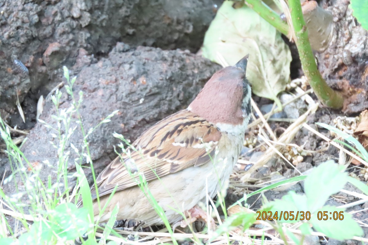 Eurasian Tree Sparrow - ML619836014