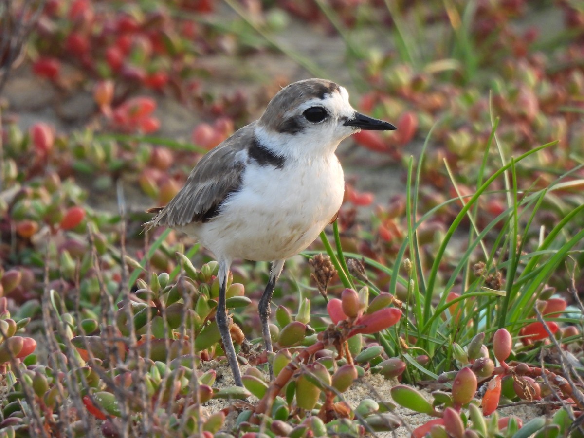 Kentish Plover (Hanuman) - ML619836020