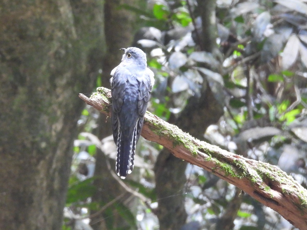 Fan-tailed Cuckoo - ML619836035
