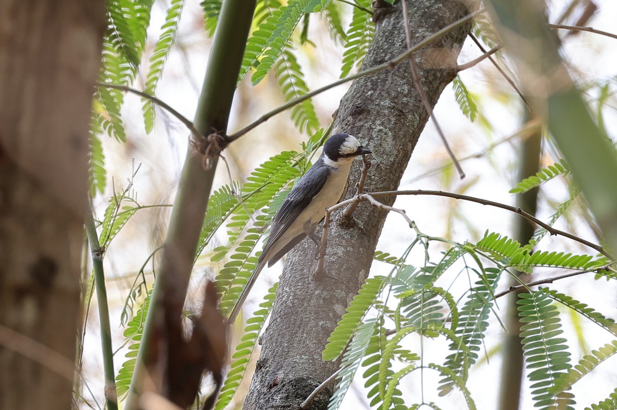 Ashy Minivet - ML619836041
