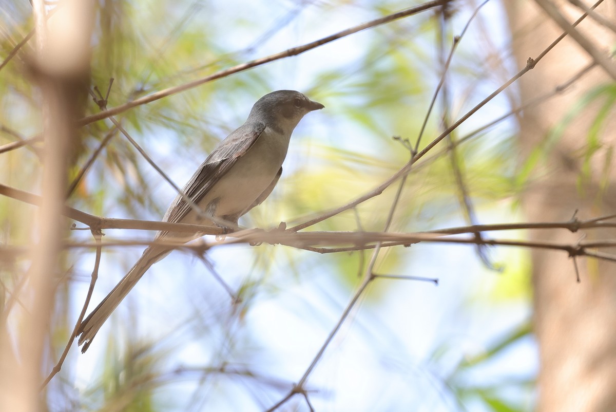Ashy Minivet - ML619836042