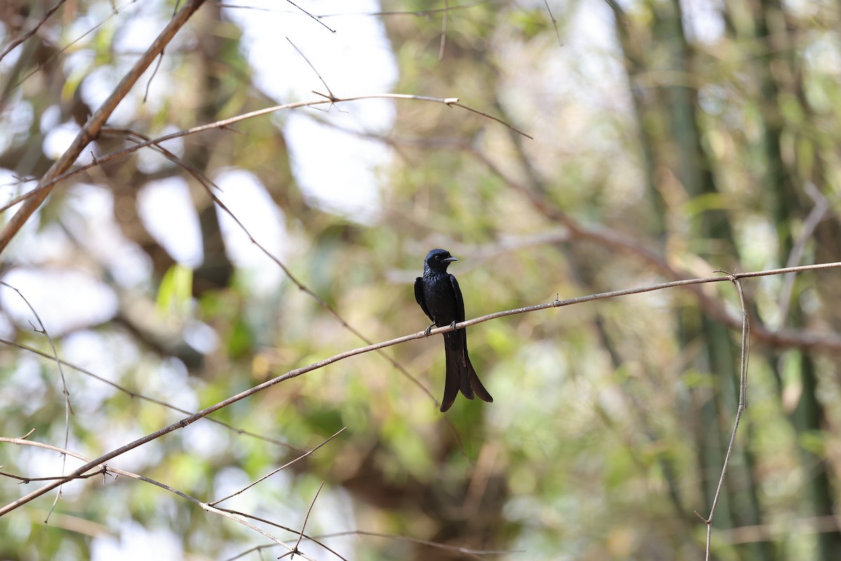 drongo indomalajský - ML619836049