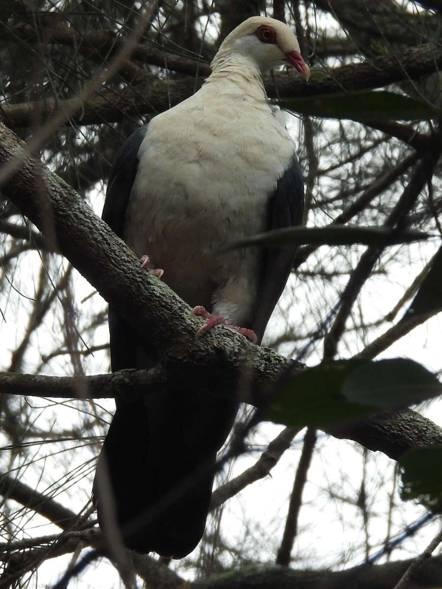 White-headed Pigeon - ML619836050