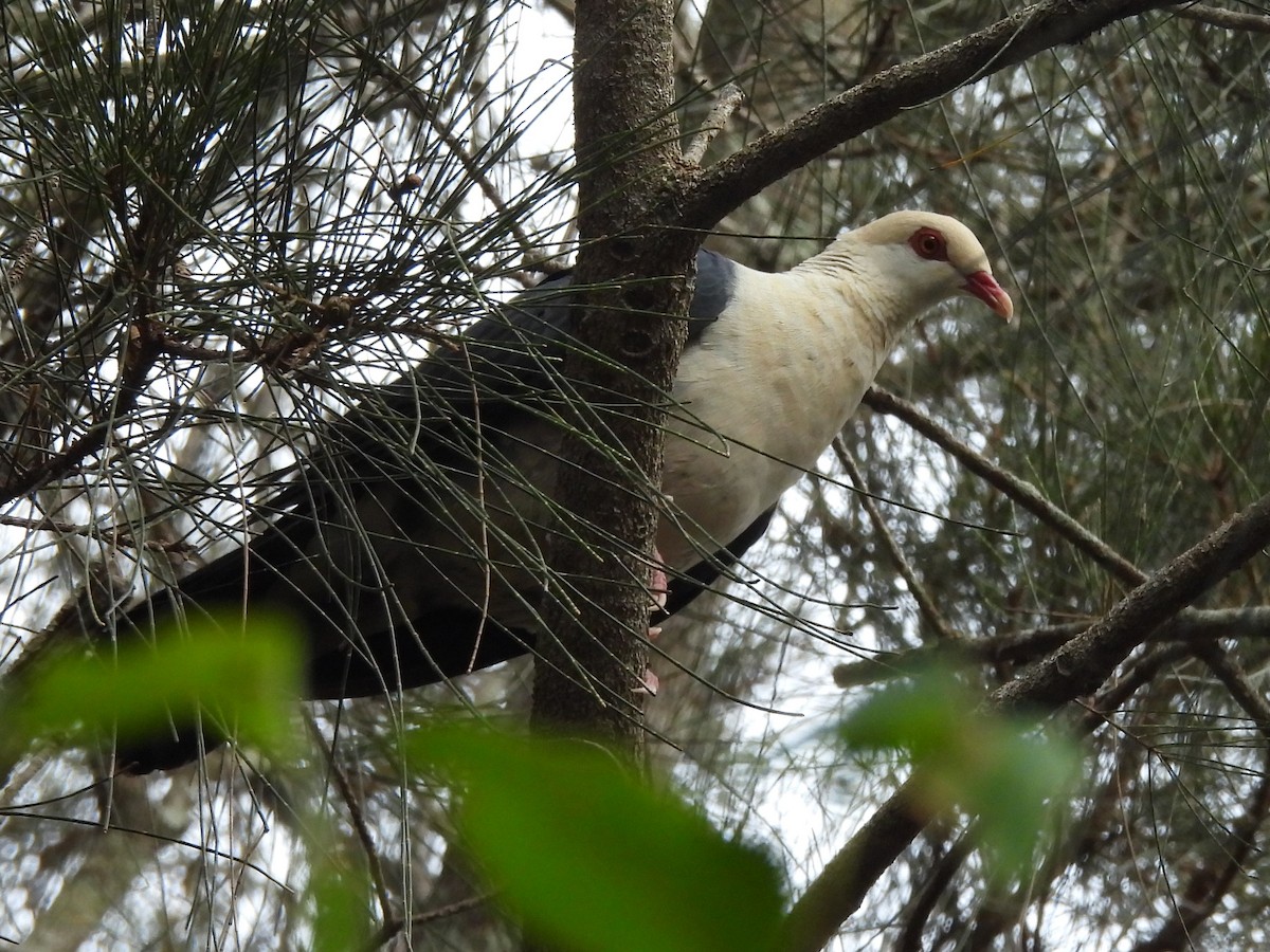 White-headed Pigeon - ML619836051