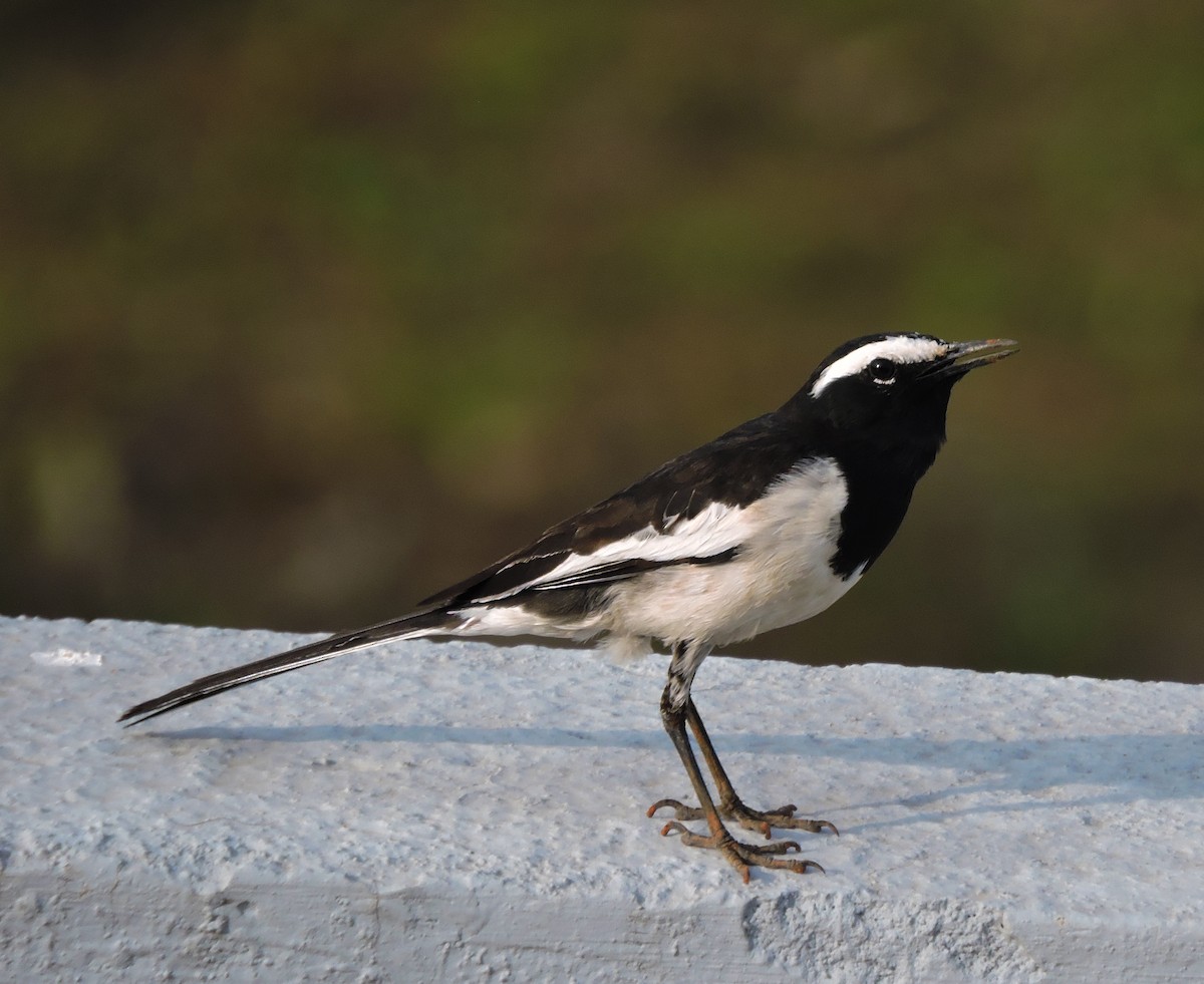 White-browed Wagtail - ML619836055