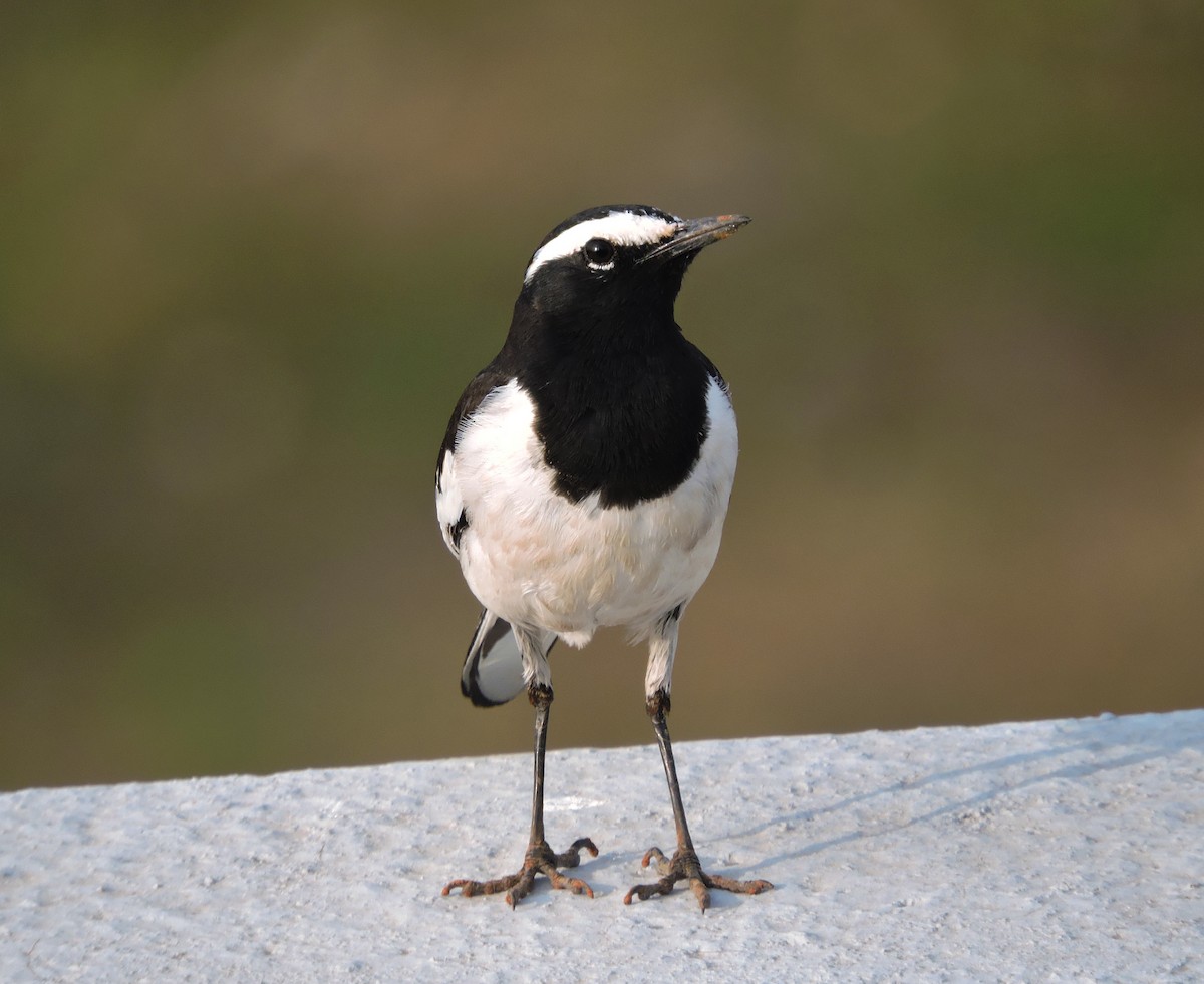 White-browed Wagtail - ML619836056