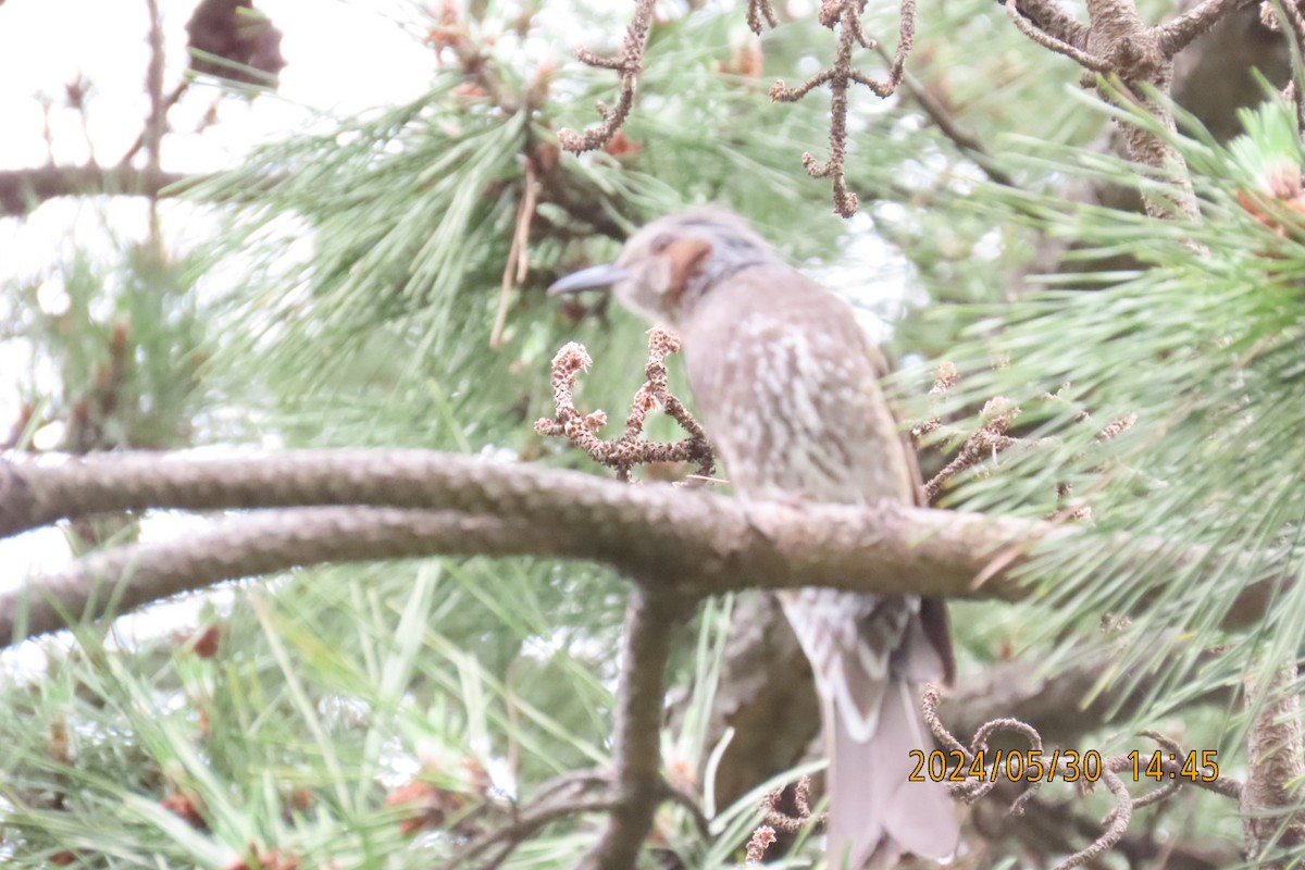 Brown-eared Bulbul - ML619836097