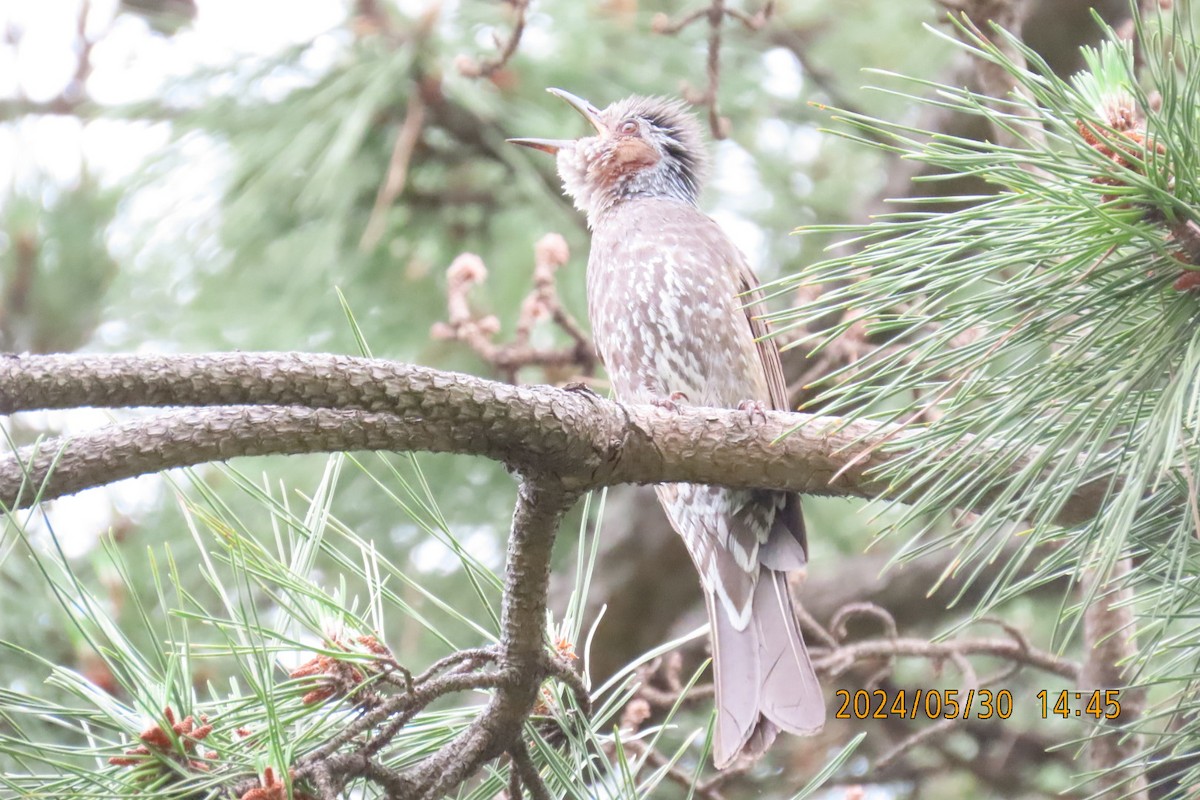 Brown-eared Bulbul - ML619836098