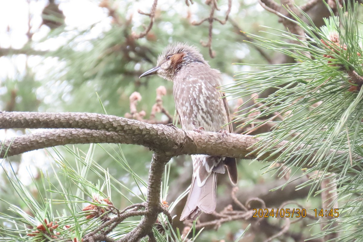 Brown-eared Bulbul - ML619836099