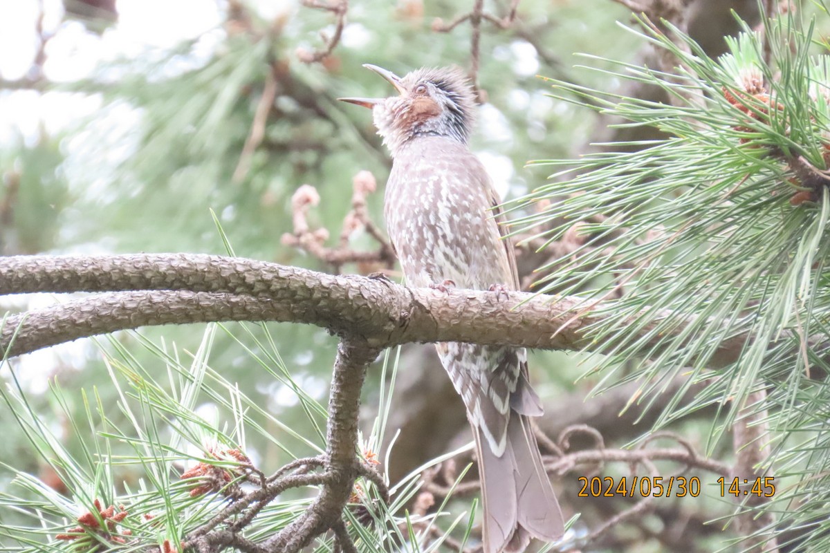 Brown-eared Bulbul - ML619836100