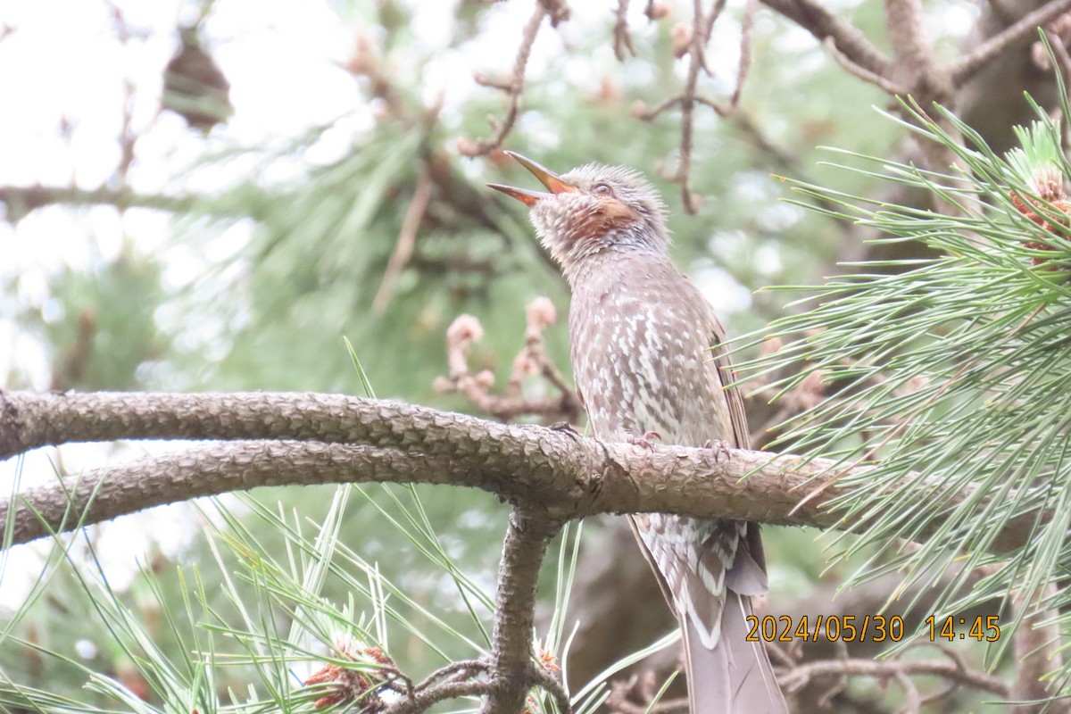 Brown-eared Bulbul - ML619836101