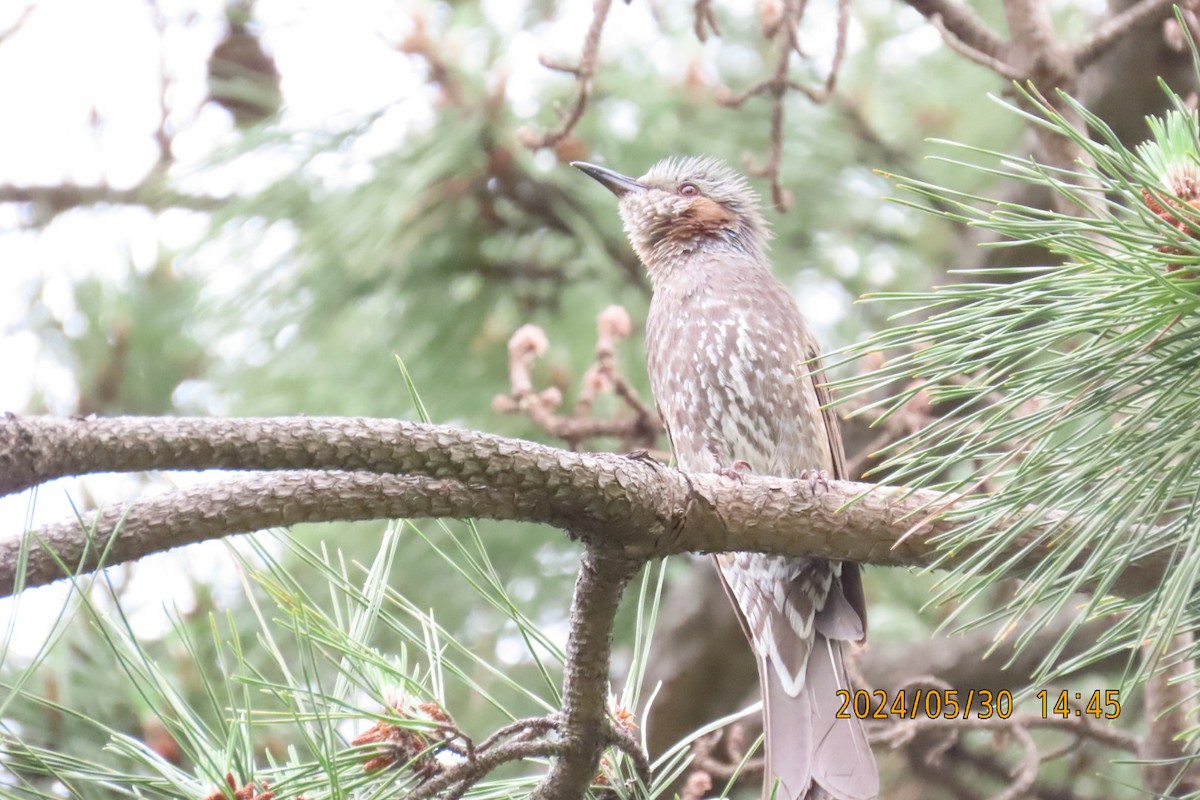 Brown-eared Bulbul - ML619836102