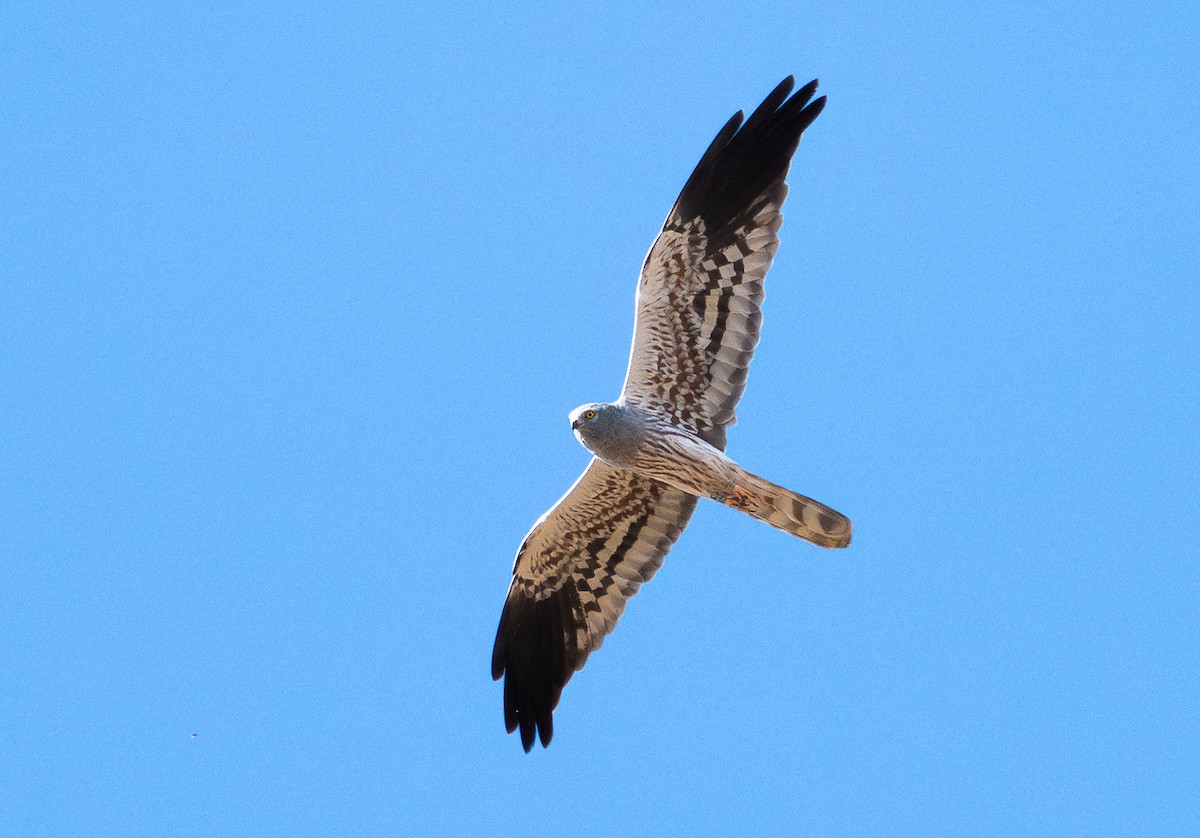 Montagu's Harrier - ML619836104