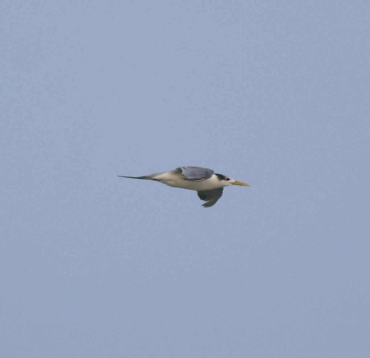 Great Crested Tern - ML619836114