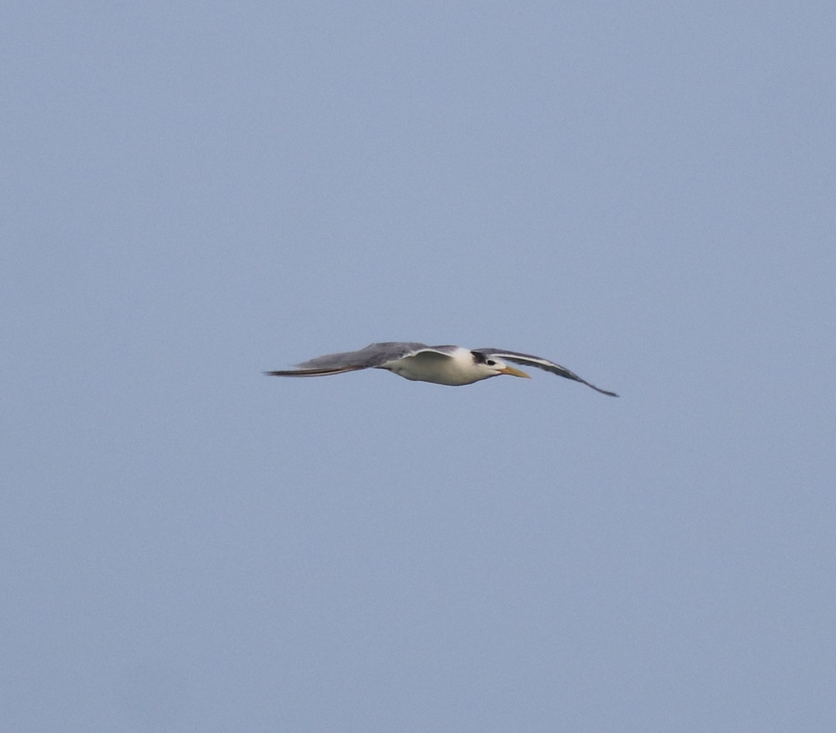 Great Crested Tern - ML619836115
