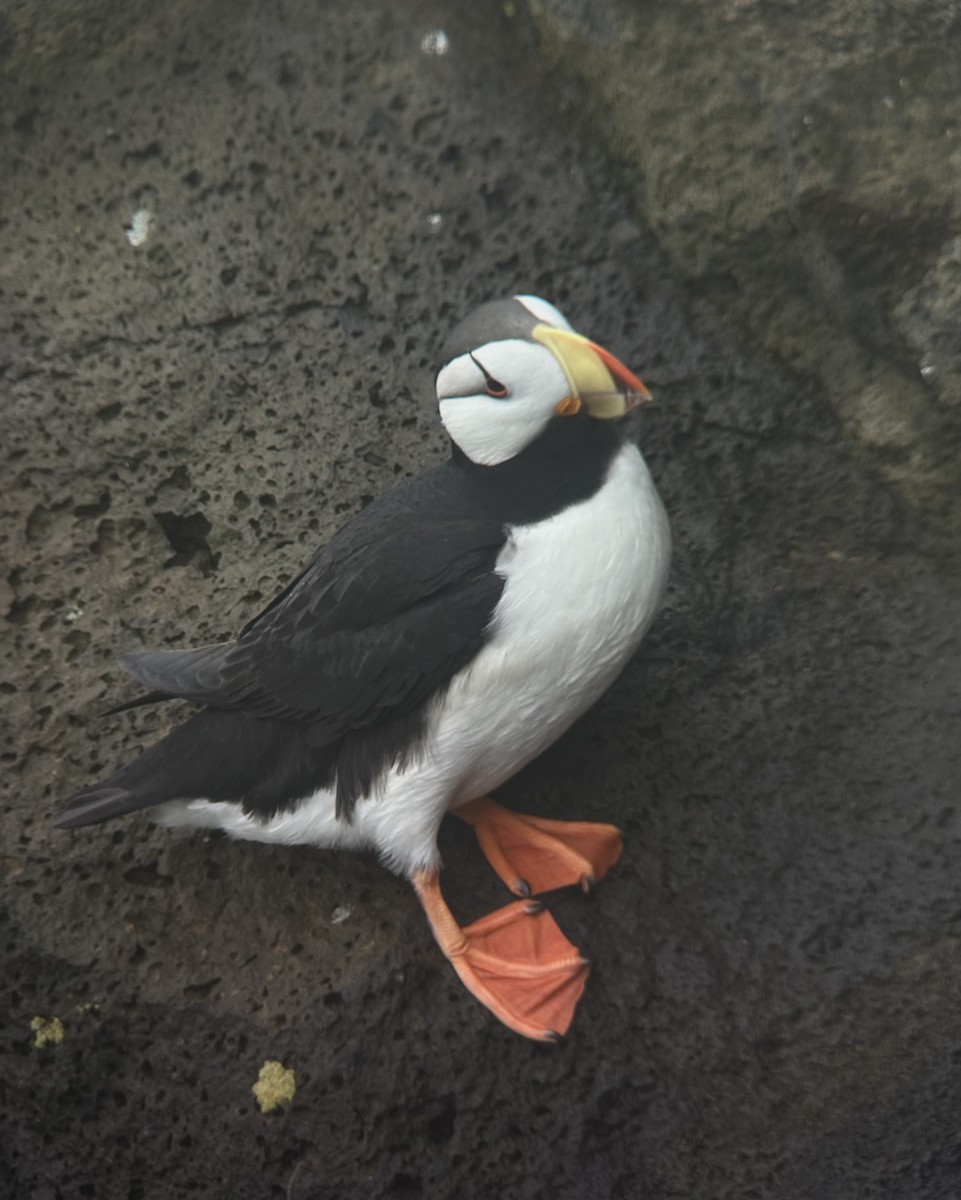 Horned Puffin - ML619836124