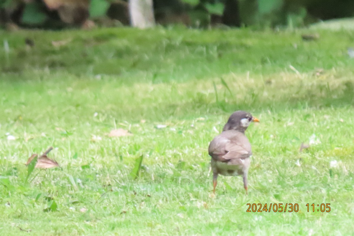 White-cheeked Starling - ML619836130