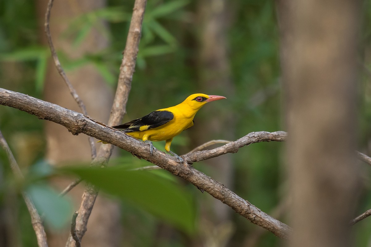 Indian Golden Oriole - ML619836137