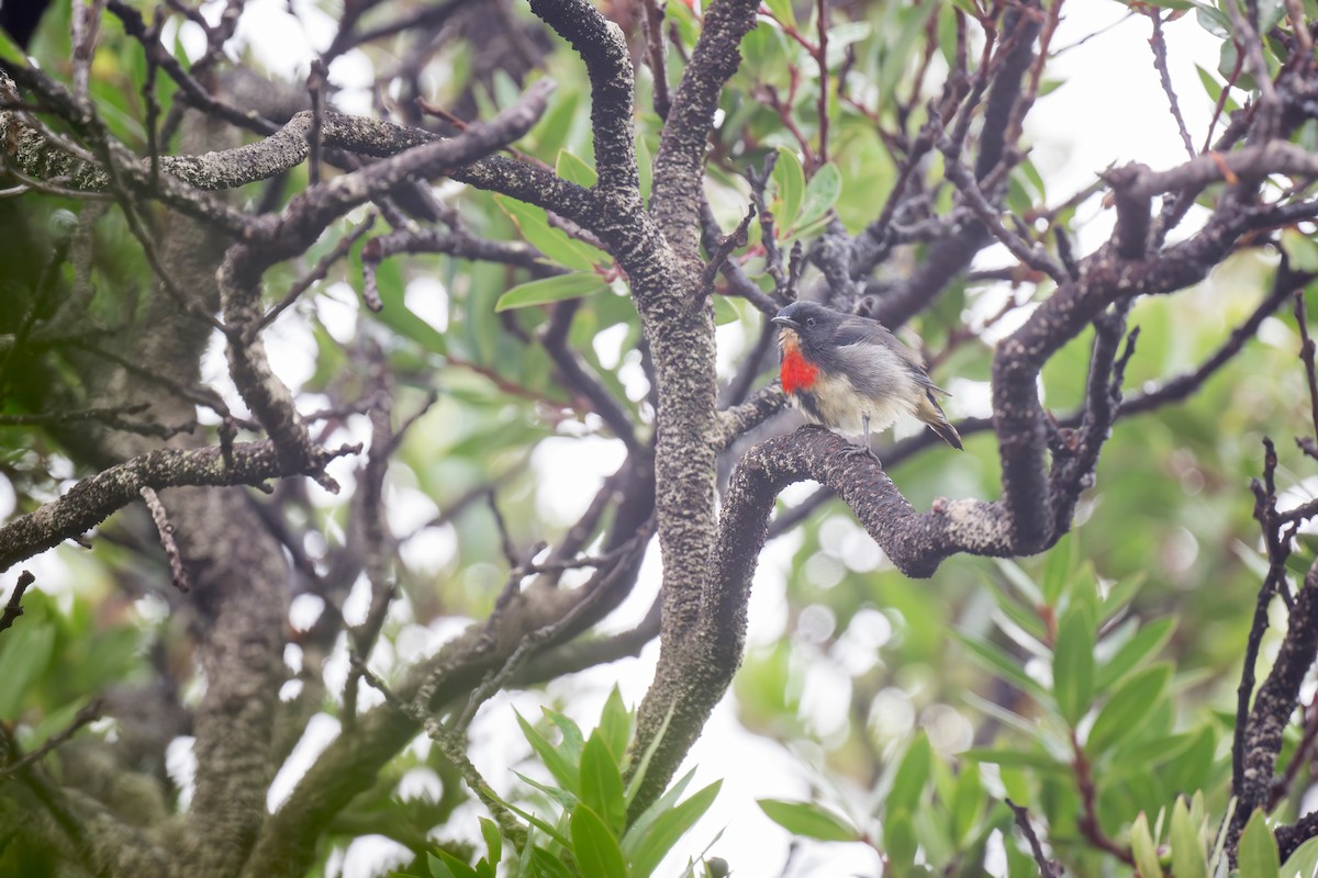 Blood-breasted Flowerpecker - ML619836168