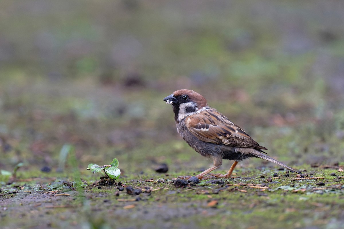 Eurasian Tree Sparrow - ML619836169