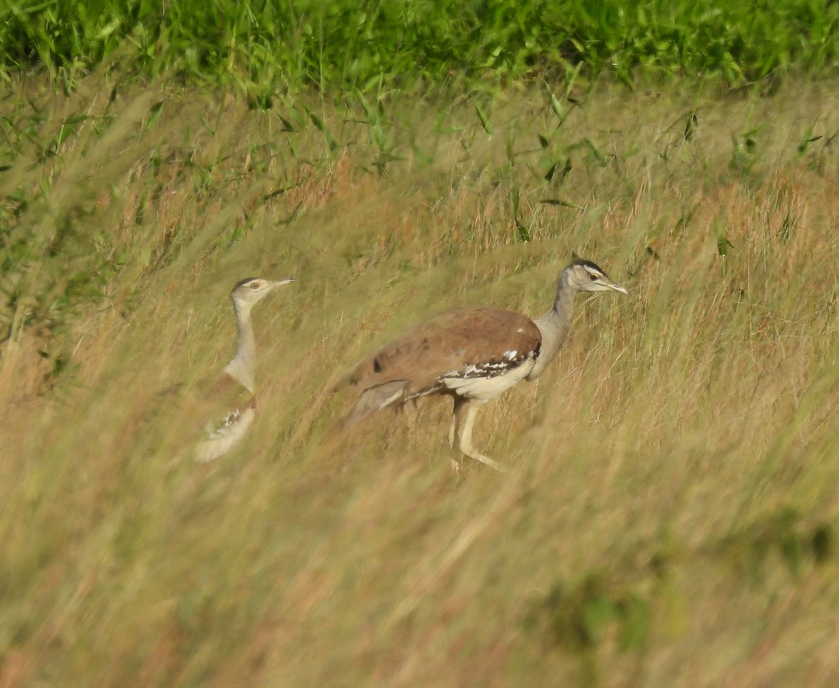 Australian Bustard - ML619836223