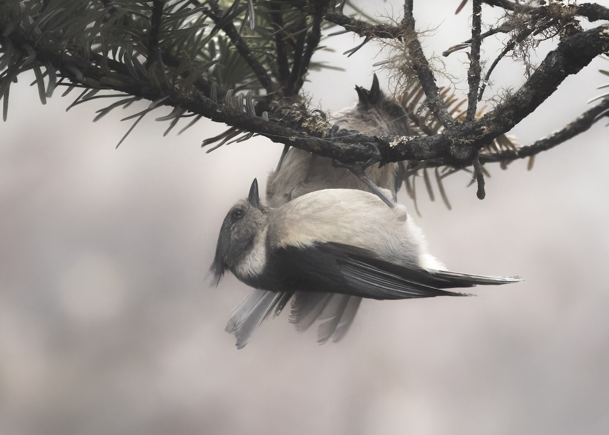 Gray-crested Tit - ML619836224