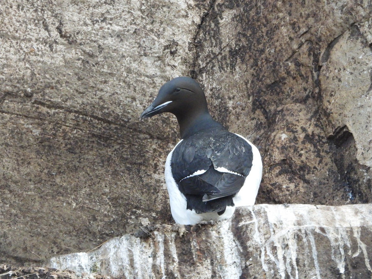 Thick-billed Murre - ML619836225