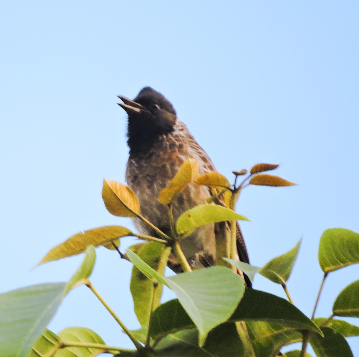 Red-vented Bulbul - ML619836230