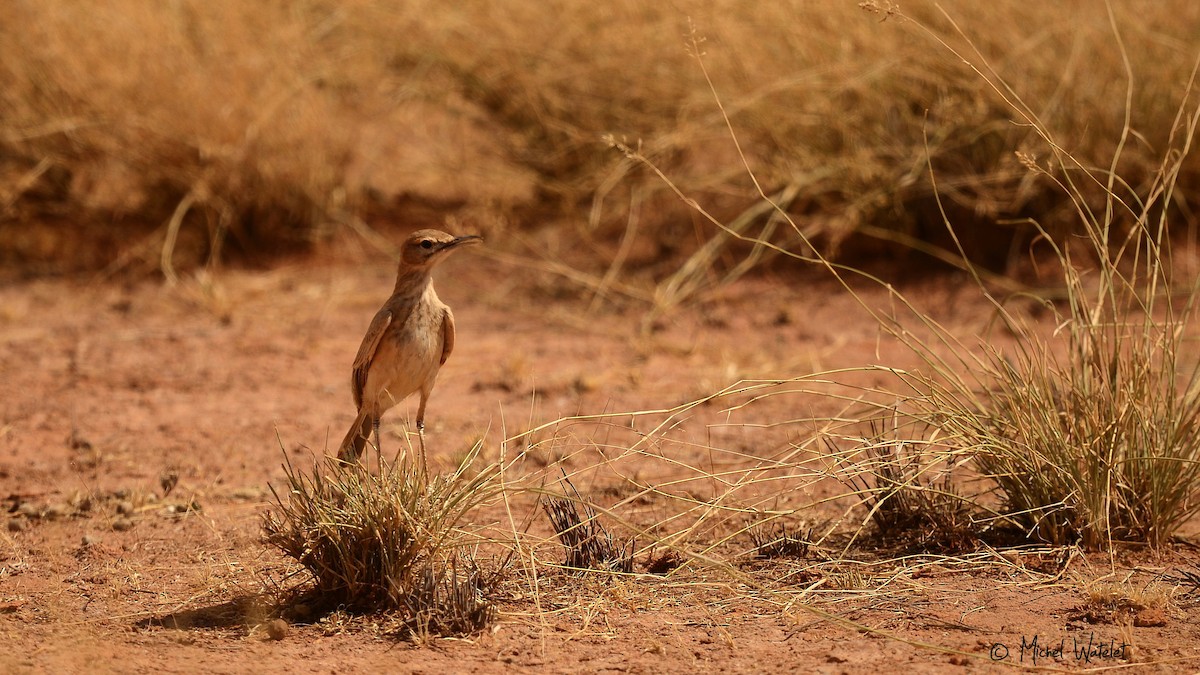 Lesser Hoopoe-Lark - ML619836231