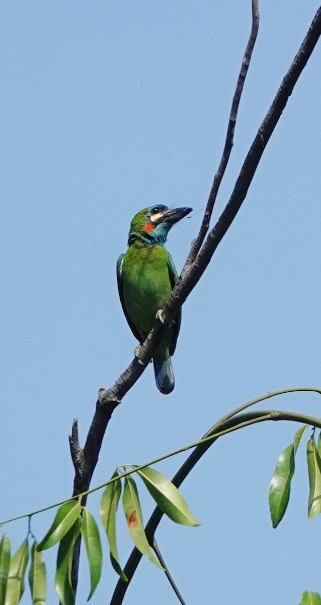 barbet modrouchý - ML619836233