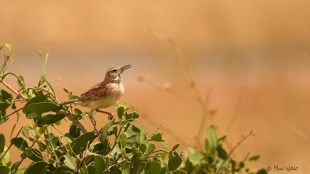 Somali Long-billed Lark - ML619836237