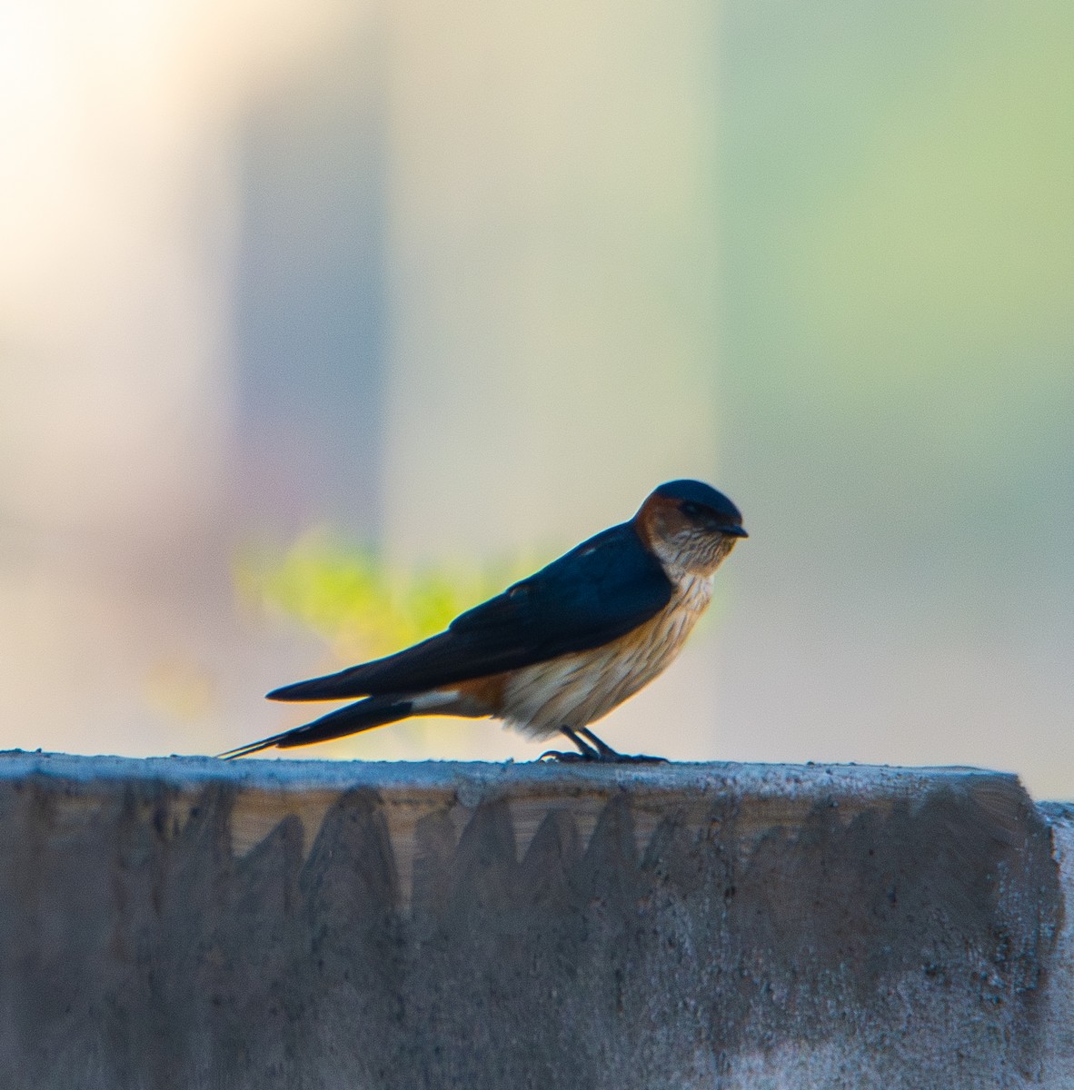 Red-rumped Swallow - ML619836238