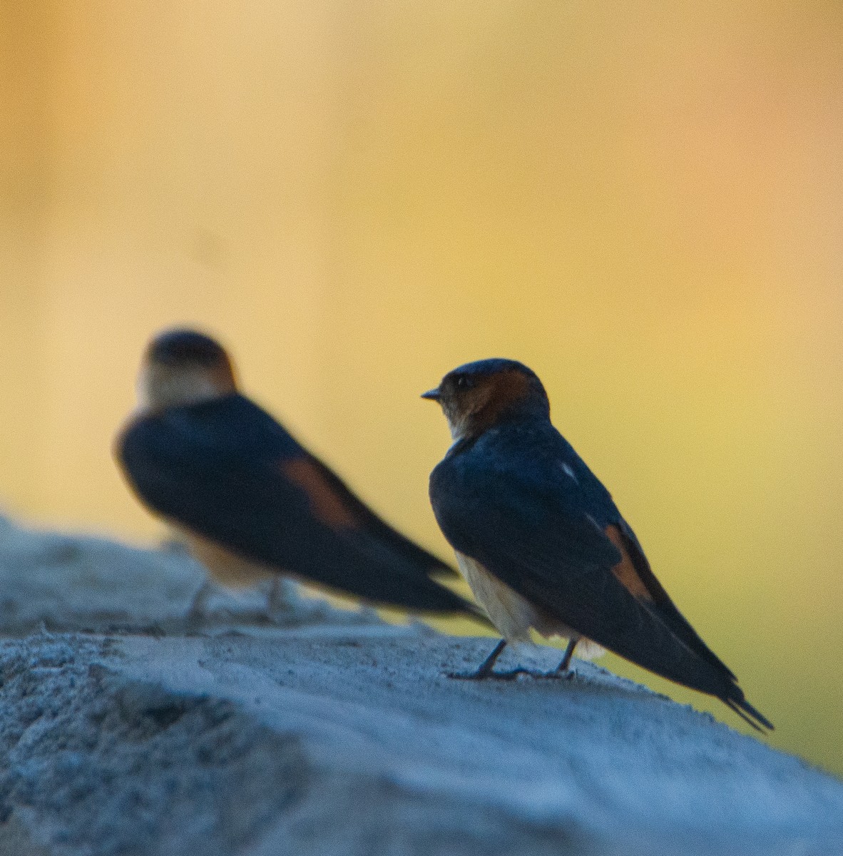 Red-rumped Swallow - ML619836239